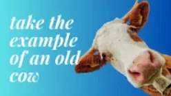Take the example of an old cow